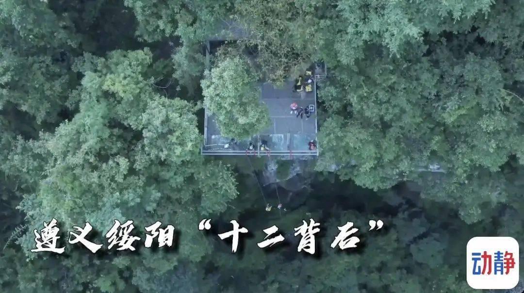 疯狂的小猫